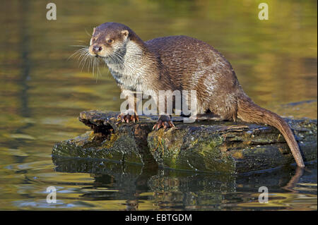 La loutre d'Europe, loutre d'Europe, la loutre (Lutra lutra), assis sur planche de bois dans l'eau, de l'ALLEMAGNE, Basse-Saxe, Lueneburger Heide Banque D'Images