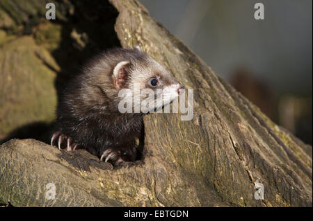 Le putois d'Europe (Mustela putorius), regarder par le trou de l'arbre, l'ALLEMAGNE, Basse-Saxe Banque D'Images