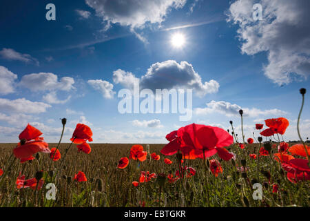 Pavot coquelicot, Commun, Rouge Coquelicot (Papaver rhoeas), fleurs de pavot en champ de maïs en contre-jour, l'Allemagne, Mecklembourg-Poméranie-Occidentale Banque D'Images