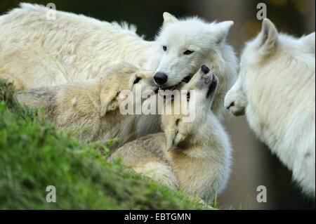 Loup arctique, toundra wolf (Canis lupus albus, Canis lupus arctos), Banque D'Images