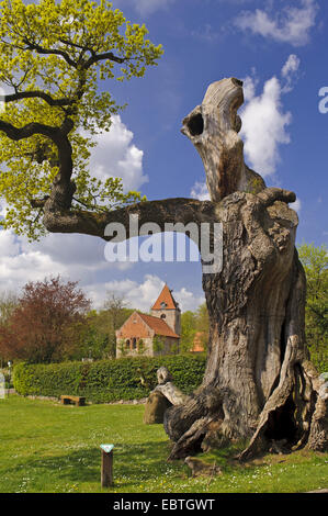 Chêne (Quercus spec.), 1000 ans d'arbre, l'ALLEMAGNE, Basse-Saxe, Landkreis Oldenburg, Doetlingen Banque D'Images
