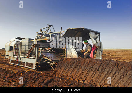 Coupe de la tourbe dans la lande, ALLEMAGNE, Basse-Saxe, Goldenstedter Moor Banque D'Images