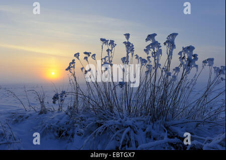 Coucher du soleil au bord de la lande couverte de neige, en Allemagne, en Basse-Saxe, Boller Moor, Vechta Banque D'Images