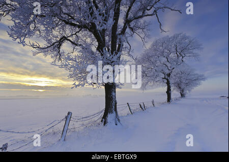 Coucher du soleil au bord de la lande couverte de neige, en Allemagne, en Basse-Saxe, Boller Moor, Vechta Banque D'Images