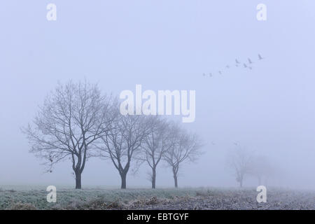 Grue cendrée (Grus grus), troupeau, survolant la place de repos dans l'Goldenstedter Moor sur un matin de novembre brumeux, Goldenstedter Moor, Niedersachse Banque D'Images