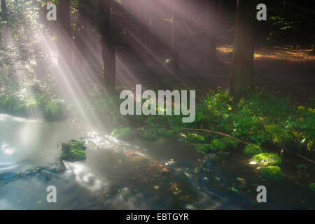 Rayons de forest Creek, l'Allemagne, la Saxe, Vogtland, Triebtal Banque D'Images