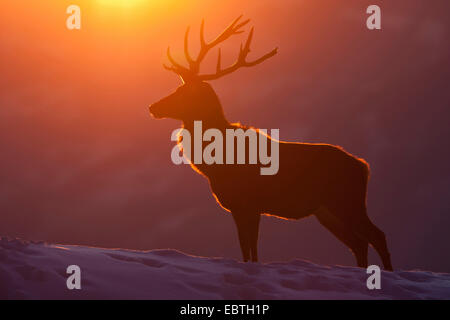 Red Deer (Cervus elaphus), silhouette d'un taureau en face de winterly coucher du soleil, l'Autriche, Vorarlberg Banque D'Images