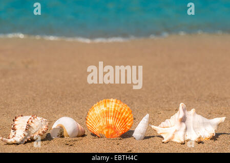 Beaux coquillages sur le sable alignés macro shot Banque D'Images