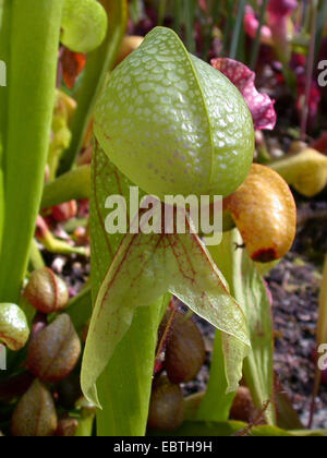 Californie sarracénie, Lis de Cobra (Darlingtonia californica), feuille d'interruption Banque D'Images