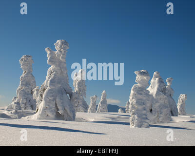 Les Conifères couverts de neige, la République tchèque, Side, Spindlermuehle Banque D'Images