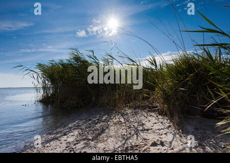 Vue depuis la rive sablonneuse cultivés au bodden, Germany, Fischland, Wustrow Banque D'Images