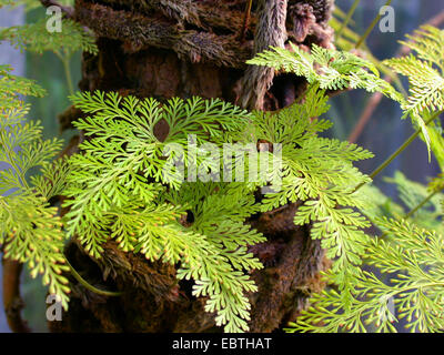 Fougère Patte de lapin (Davallia fejeensis), feuilles Banque D'Images