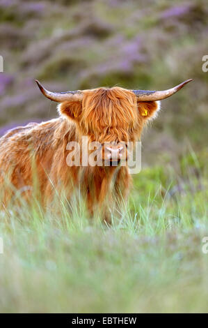 Scottish Highland bovins (Bos primigenius f. taurus), dans un pré, Pays-Bas, Texel, Groote Vlak Banque D'Images