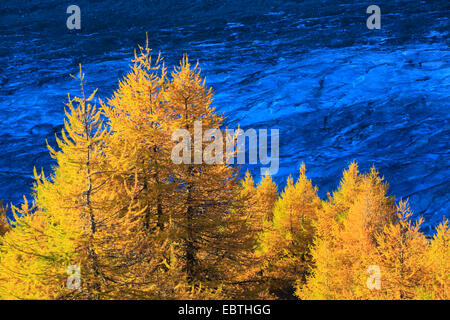 Le mélèze commun européen, mélèze (Larix decidua, Larix europaea), de mélèzes en face de Glavier Aletsch dans atumn, Suisse, Valais Banque D'Images