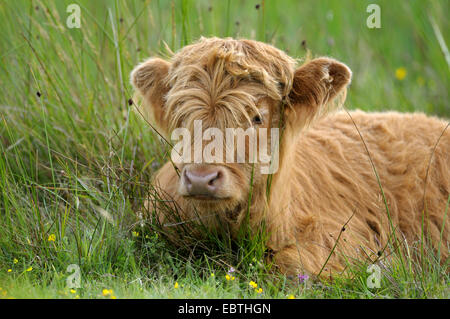 Scottish Highland bovins (Bos primigenius f. taurus), mollet se reposer, Pays-Bas, Texel, Groote Vlak Banque D'Images