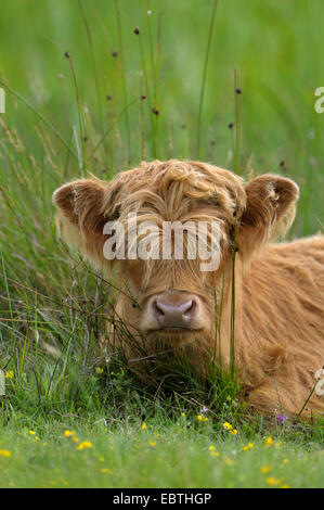 Scottish Highland bovins (Bos primigenius f. taurus), mollet se reposer, Pays-Bas, Texel, Groote Vlak Banque D'Images