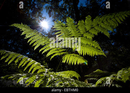 Fougère aigle (Pteridium aquilinum), en contre-jour, l'Allemagne, Mecklembourg-Poméranie-Occidentale Banque D'Images