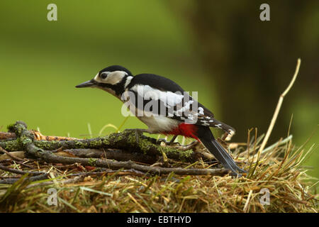 Great spotted woodpecker (Picoides major, Dendrocopos major), assis sur une vieille balle de foin à la recherche de nourriture, Allemagne Banque D'Images