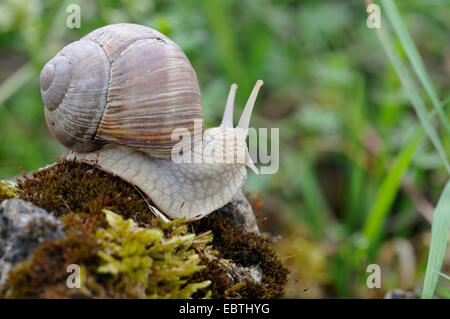 Escargot romain, les escargots, les escargots escargot, escargots, escargot, escargot apple vigne, vigne, vigne escargot snail (Helix pomatia), sur une pierre moussue, en Allemagne, en Rhénanie du Nord-Westphalie Banque D'Images