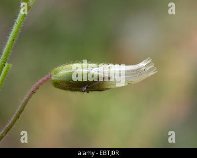 Souris commune-oreille (Cerastium holosteoides), fruits, Allemagne Banque D'Images