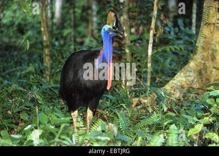 Le sud, double-Casoar Casoar caronculée, Australiens, Casoar Casoar caronculée deux (Casuarius casuarius), dans rainforert, l'Indonésie, dans l'Ouest de Nouvelle Guinée, Irian Jaya Banque D'Images