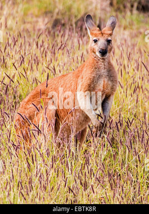 Kangourou Kangourou rouge, de plaines, bleu flier (Macropus rufus, Megaleia rufa), assis dans la steppe, l'Australie, l'Australie Occidentale Banque D'Images