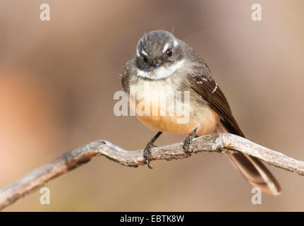 Fantail gris (Rhipidura albiscapa), assis sur une branche, l'Australie, l'Australie occidentale, le Parc National de Kalbarri Banque D'Images