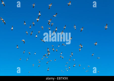 Silver Gull (Larus novaehollandiae, Chroicocephalus novaehollandiae), troupeau, dans le ciel, de l'Australie, Australie occidentale, Coral Bay Banque D'Images