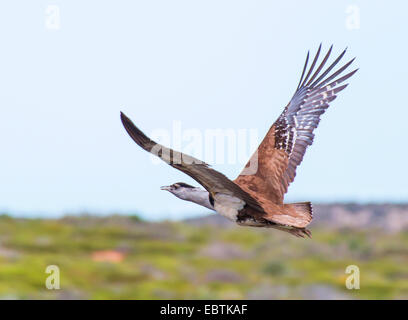 Australian Bustard (Ardeotis australis), en vol, l'Australie, Australie occidentale, Station Nanga Banque D'Images