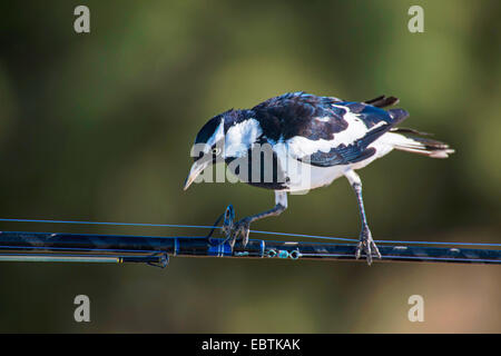 Lark magpie (Grallina cyanoleuca), sur la pêche à la ligne d'accouplement, l'Australie, l'ouest de l'Australie, Cape Range National Park Banque D'Images