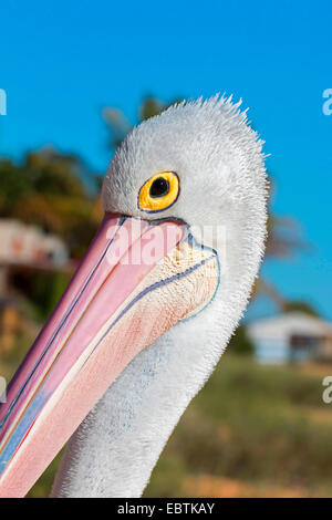 Pelican (Pelecanus conspicillatus australienne), portrait d'un pélican australien, l'Australie, Australie occidentale, Monkey Mia Banque D'Images