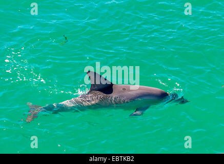 Bottlenosed dolphin, à nez de bouteille commun dauphin (Tursiops truncatus), nage dans la mer, de l'Australie, Australie occidentale, Monkey Mia Banque D'Images