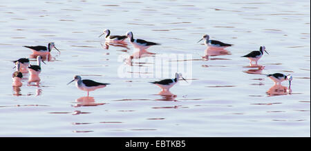 Black-winged Stilt (Himantopus himantopus), black-winged stilt en rouge Hutt Lagoon, couleur rouge provient d'algues Dunaliella salina, l'Australie, Australie occidentale, Hutt Lagoon Banque D'Images