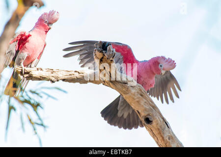 (Eolophus roseicapillus cacatoès rosalbin Cacatua, roseicapillus), deux galahs sur une branche morte, l'Australie, l'Australie Occidentale Banque D'Images