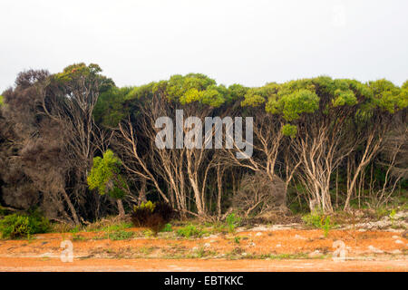 Forêt près de Dongara, Australie, Australie occidentale, Dongara Banque D'Images