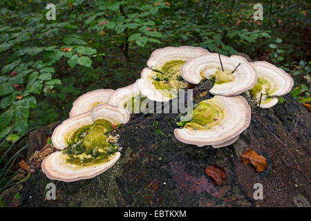 Support grumeleux (Trametes gibbosa), des organes de fructification sur beech tree snag, Allemagne Banque D'Images