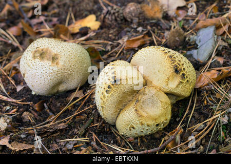 Earthball commun (sclérodermie citrinum), des organes de fructification sur le sol de la forêt, les champignons toxiques, Allemagne Banque D'Images