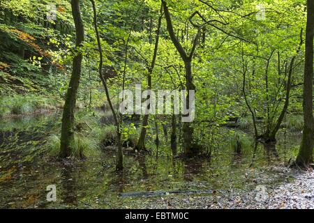 Pin noir d'Europe, l'aulne (Alnus glutinosa), l'aulne carr dans une plaine forêt, Allemagne Banque D'Images