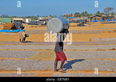 Homme portant un canon à poissons marinés humide, Negombo, Sri Lanka Banque D'Images