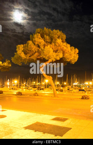 Arbre à la 'PASSEIG MARITIM' dans l'éclairage de nuit en face de port de plaisance, l'Espagne, Baléares, Majorque, Palma de Mallorca Banque D'Images
