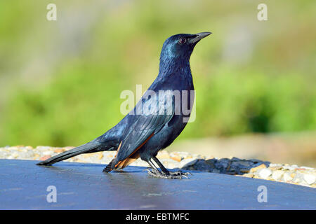 Trisram's starling (Onychognathus tristramii), sur une rue, Afrique du Sud, le Parc National de Table Mountain Banque D'Images