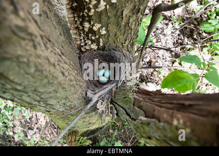 Le nid du Blackbird (Turdus merula) Banque D'Images