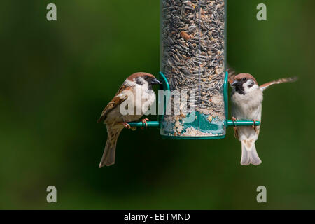 Canard souchet (passer montanus), les provendes de moineaux arbre une mangeoire, Allemagne Banque D'Images