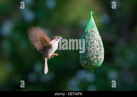 Canard souchet (passer montanus), approche d'une boule de graisse, Allemagne Banque D'Images