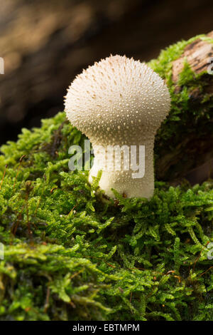 Vesse-de-commune, Warted puffball, Gem-vesse-cloutés, Devil's snuff-box (Lycoperdon perlatum, Lycoperdon gemmatum), organe de fructification sur bois moussus, Allemagne Banque D'Images