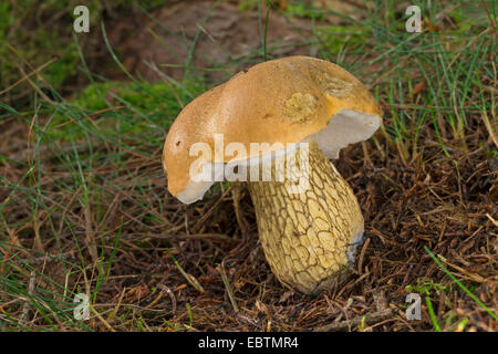 Bolet amer Tylopilus felleus (), organe de fructification sur herbe, Allemagne Banque D'Images