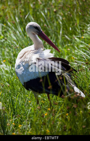 Cigogne blanche au repos dans l'herbe Banque D'Images