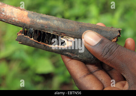 La réglisse, réglisse cultivée commun, réglisse, réglisse, réglisse doux, doux bois, vrai la réglisse (Glycyrrhiza glabra, Liquiritia officinalis), la paix de la réglisse dans une main, la Tanzanie, Sansibar Banque D'Images