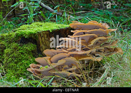 Polypore géant Meripilus giganteus), (plusieurs organes de fructification sur arbre moussu snag, Allemagne, Mecklembourg-Poméranie-Occidentale Banque D'Images