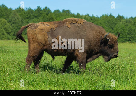 Bison d'Europe, Bison (Bison bonasus), dans un pré Banque D'Images